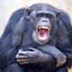 Image for article titled Can Animal Behavior Help Us Understand Empathy and Dehumanization?